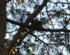 Dendrocopos major