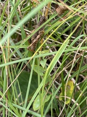 Chorthippus macrocerus