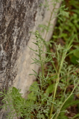 Artemisia michauxiana
