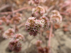 Chorizanthe cuspidata cuspidata