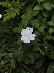 Silene noctiflora