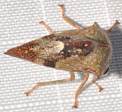 Telamona decorata