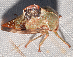 Telamona decorata