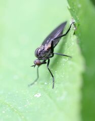 Rhamphomyia