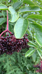 Sambucus nigra