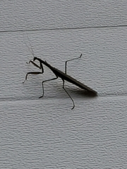 Mantidae