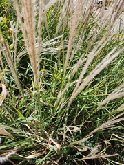 Miscanthus