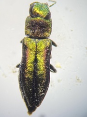 Anthaxia dichroa