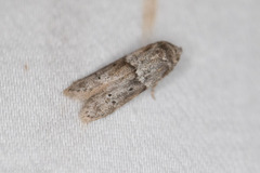 Blastobasis glandulella