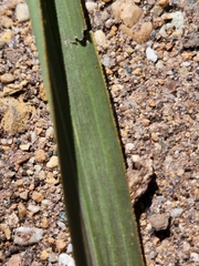 Miscanthus