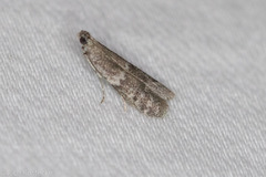 Eurythmia angulella
