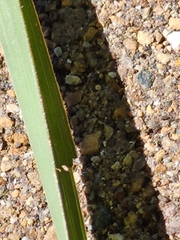 Miscanthus