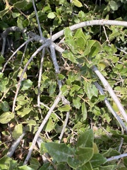 Quercus coccifera