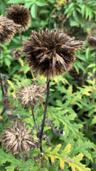 Echinops sphaerocephalus