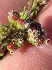 Phylica ericoides ericoides