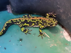 Triturus marmoratus