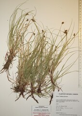Carex deflexa