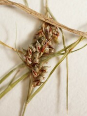Carex deflexa