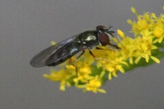 Platycheirus
