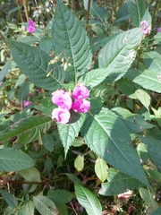 Impatiens glandulifera
