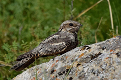 Caprimulgus europaeus