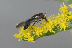 Platycheirus