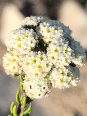 Phylica ericoides ericoides
