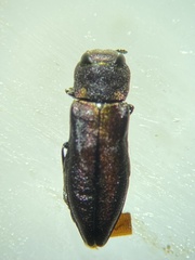 Anthaxia dichroa