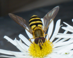 Syrphus