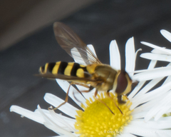Syrphus