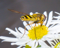 Syrphus