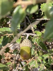 Quercus coccifera