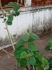 Abutilon grandifolium