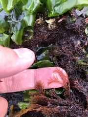 Microcladia borealis