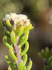 Phylica ericoides ericoides