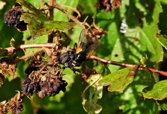 Mesembrina meridiana