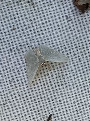 Chloropteryx tepperaria