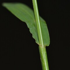 Paspalum jesuiticum
