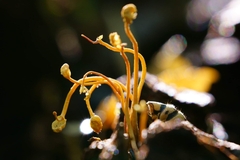 Ophiocordyceps sphecocephala