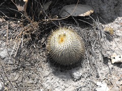 Mammillaria haageana conspicua