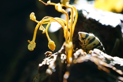 Ophiocordyceps sphecocephala