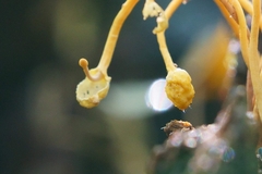 Ophiocordyceps sphecocephala