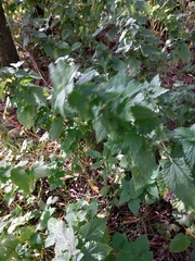 Urtica dioica