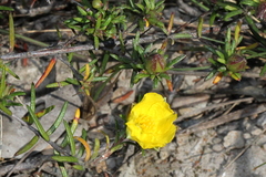 Hibbertia stricta