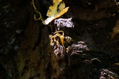 Ophiocordyceps sphecocephala