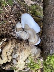 Ganoderma brownii
