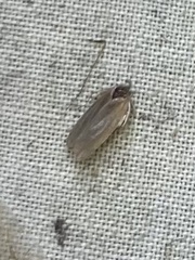 Antaeotricha albulella