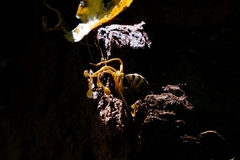 Ophiocordyceps sphecocephala