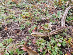 Thamnophis sirtalis pallidulus