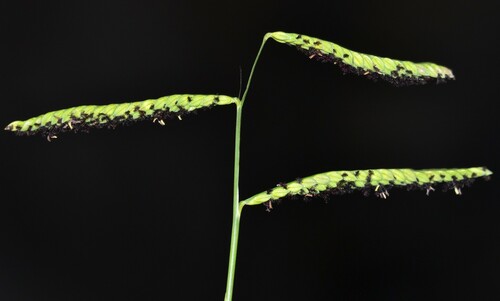 Paspalum jesuiticum